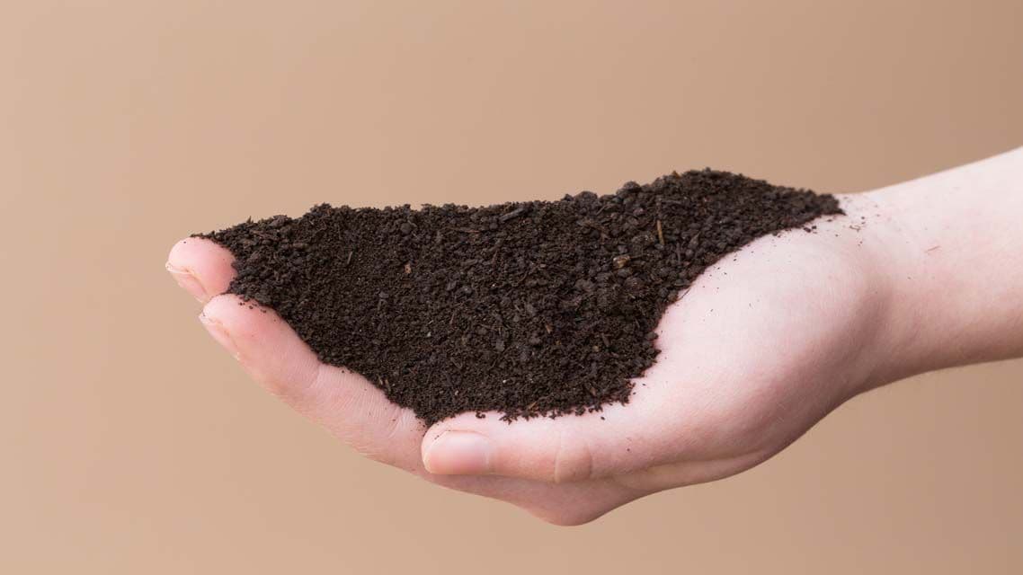 Hånd med vermikompost i håndflaten. Foto.