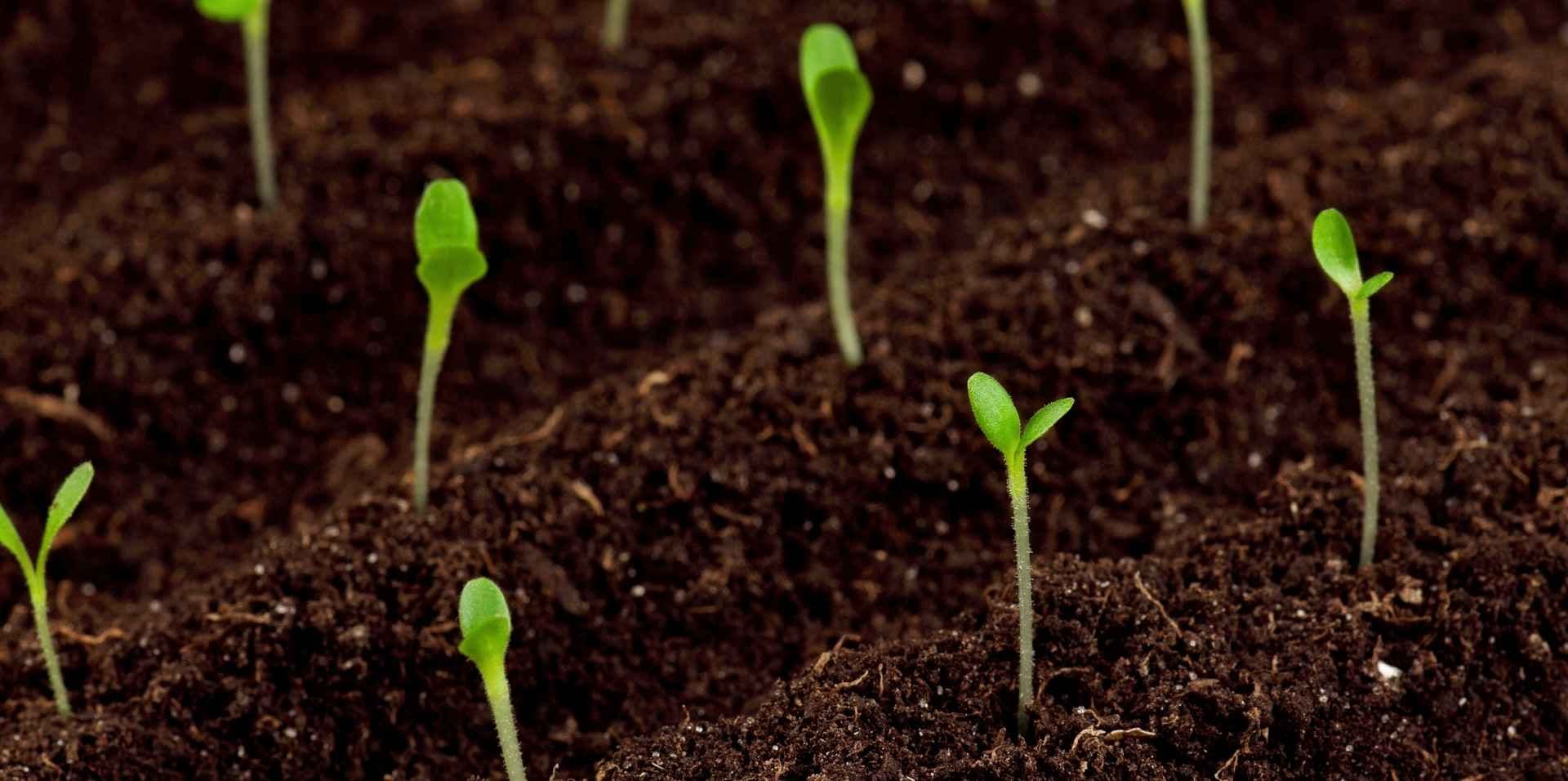 Grønne spirer i jord. Foto.