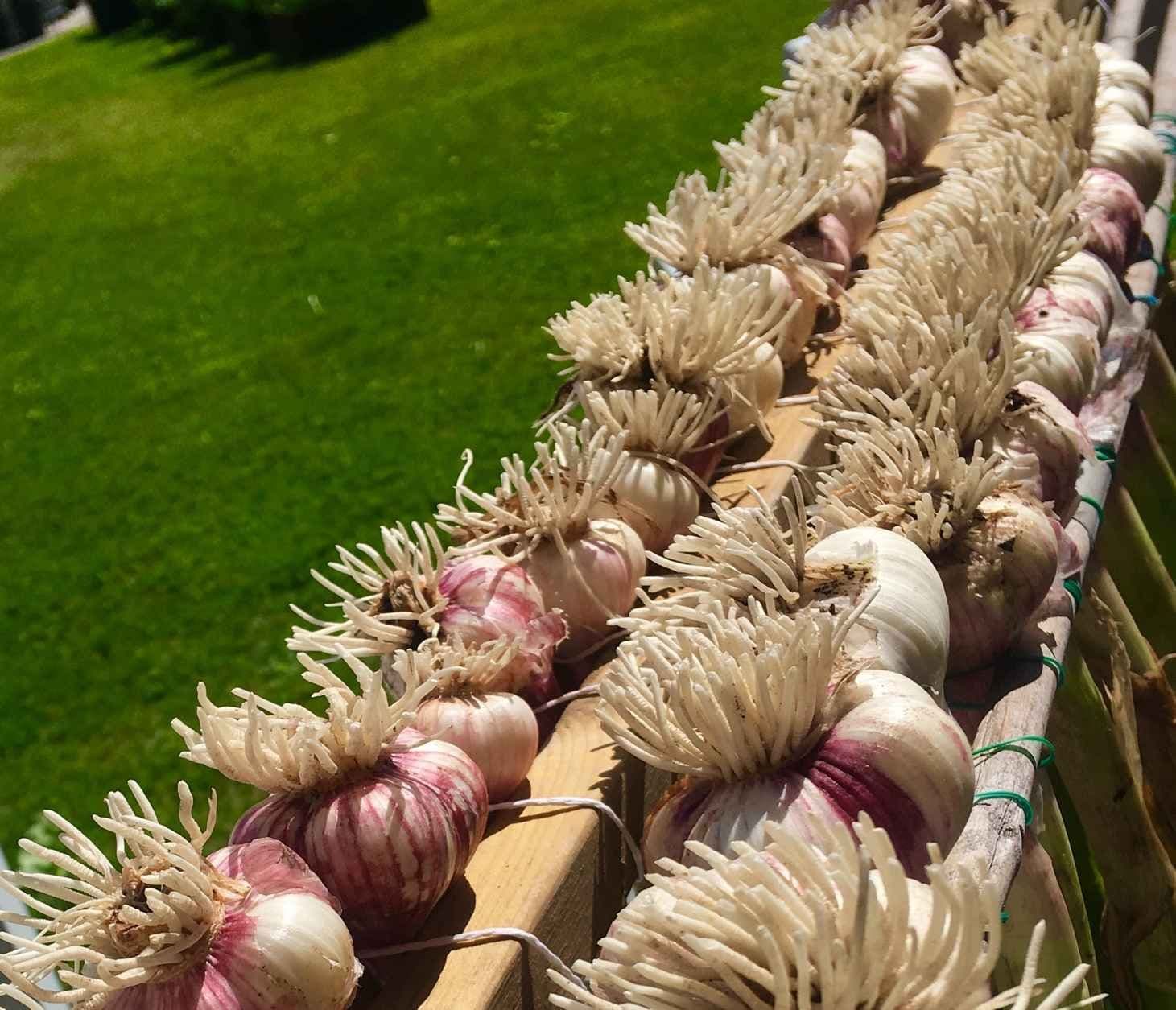 Hvitløk hengt til tørk ute. Foto.