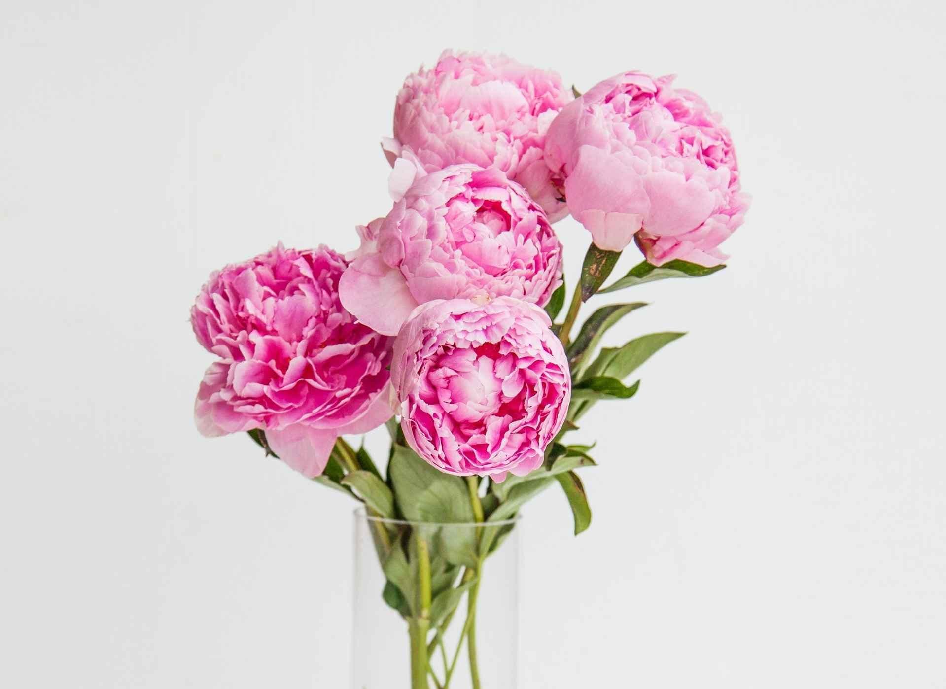 Rosa peoner i vase som snittblomster.