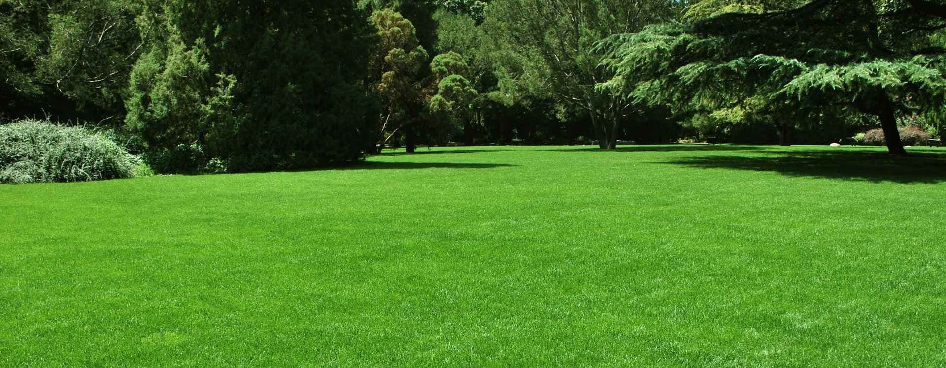 Grønn plen med trær i bakgrunnen. Foto.