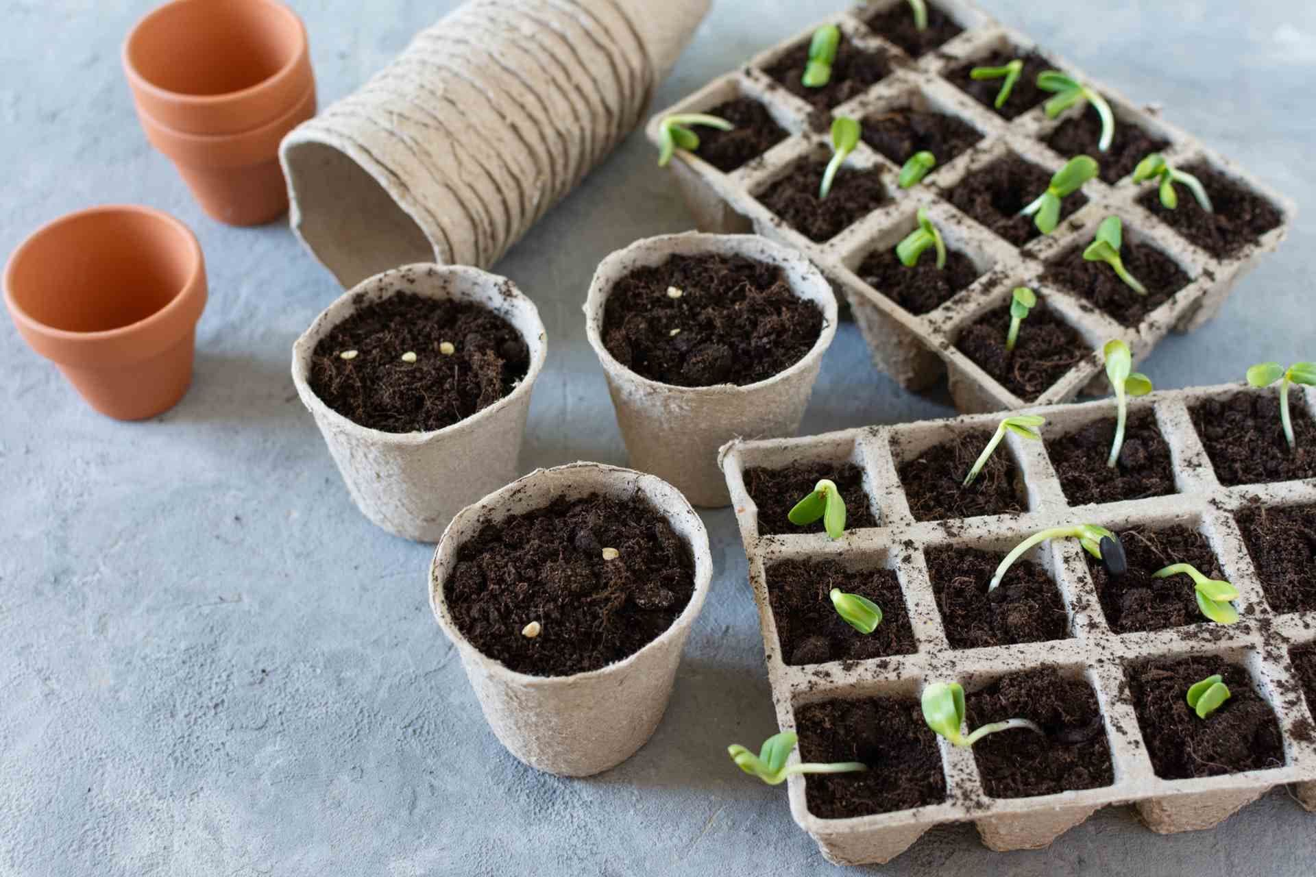 Forkultivering og planting av frø. Foto. 