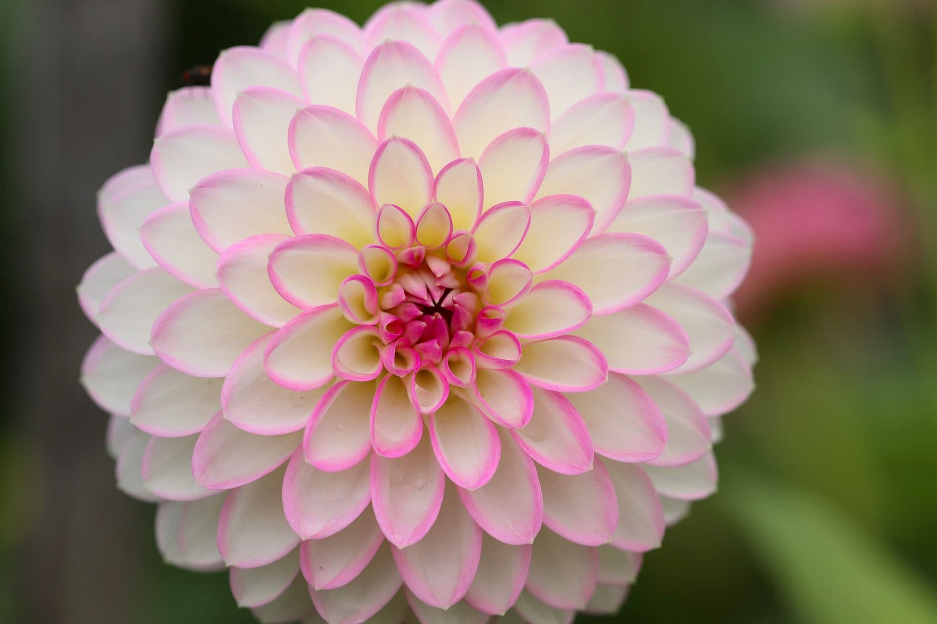 Dahlia med hvit blomst med rosa render. Foto. 