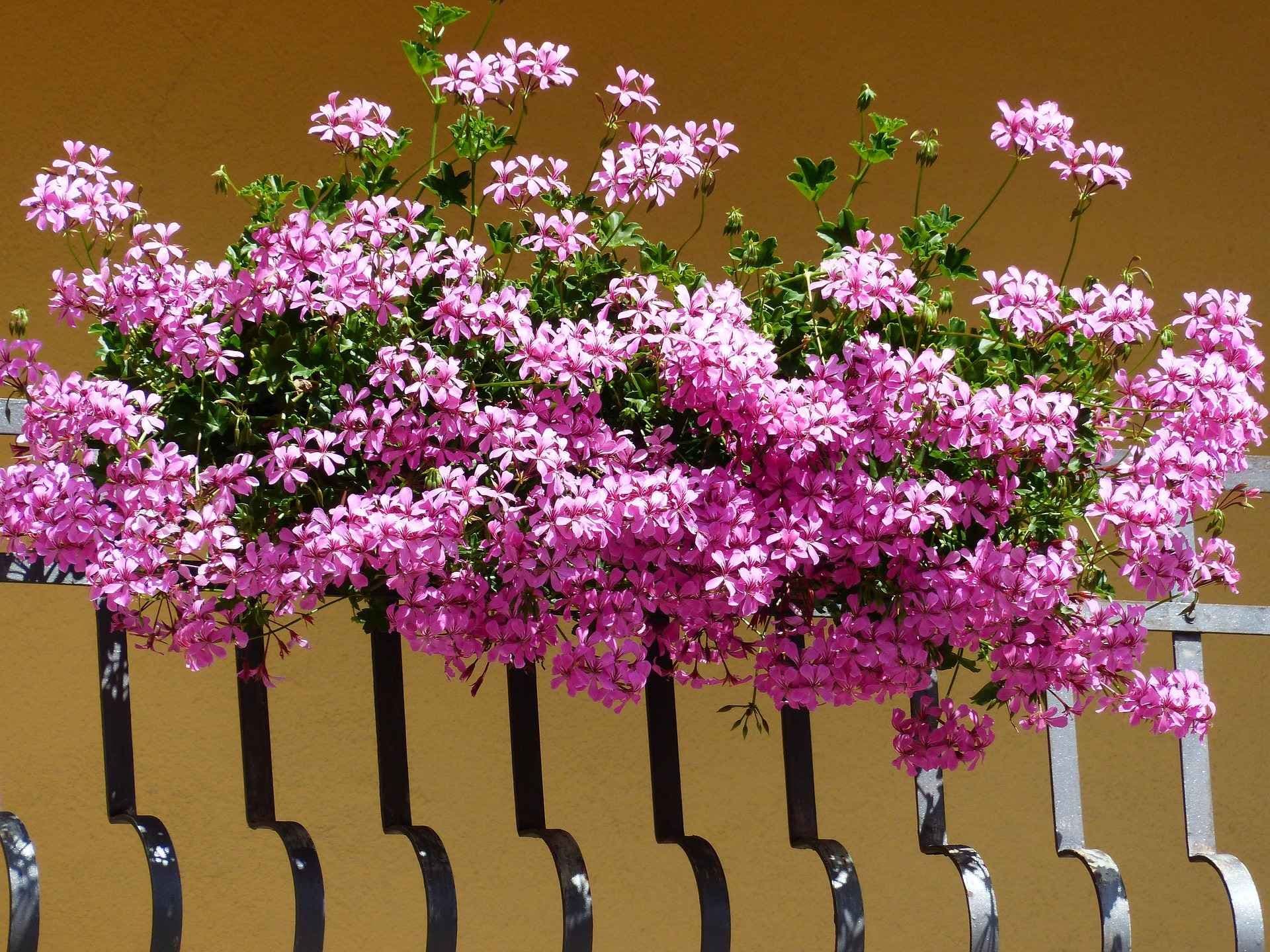 Foto av rosa hengepelargonia i en balkongkasse.