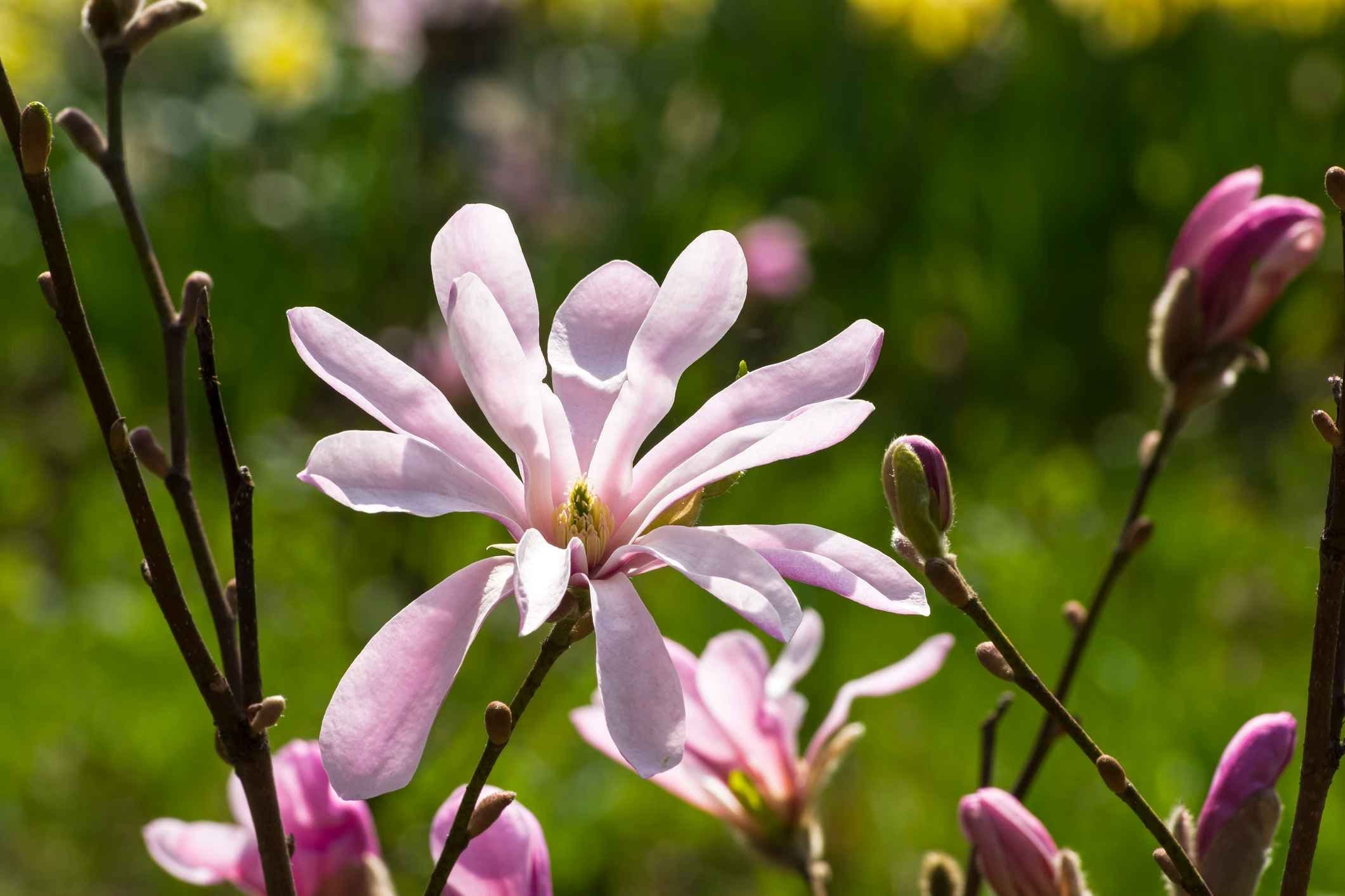 Magnolia Loebner blomst. Foto. 