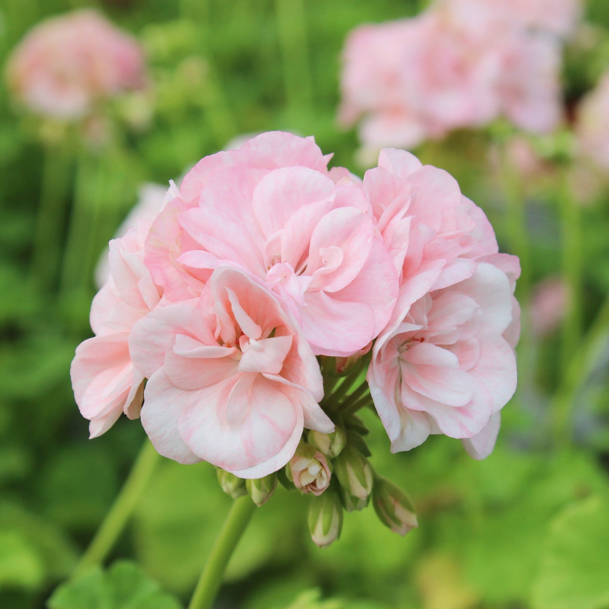 Foto av Pelargonia av typen Dronning Ingrid. 