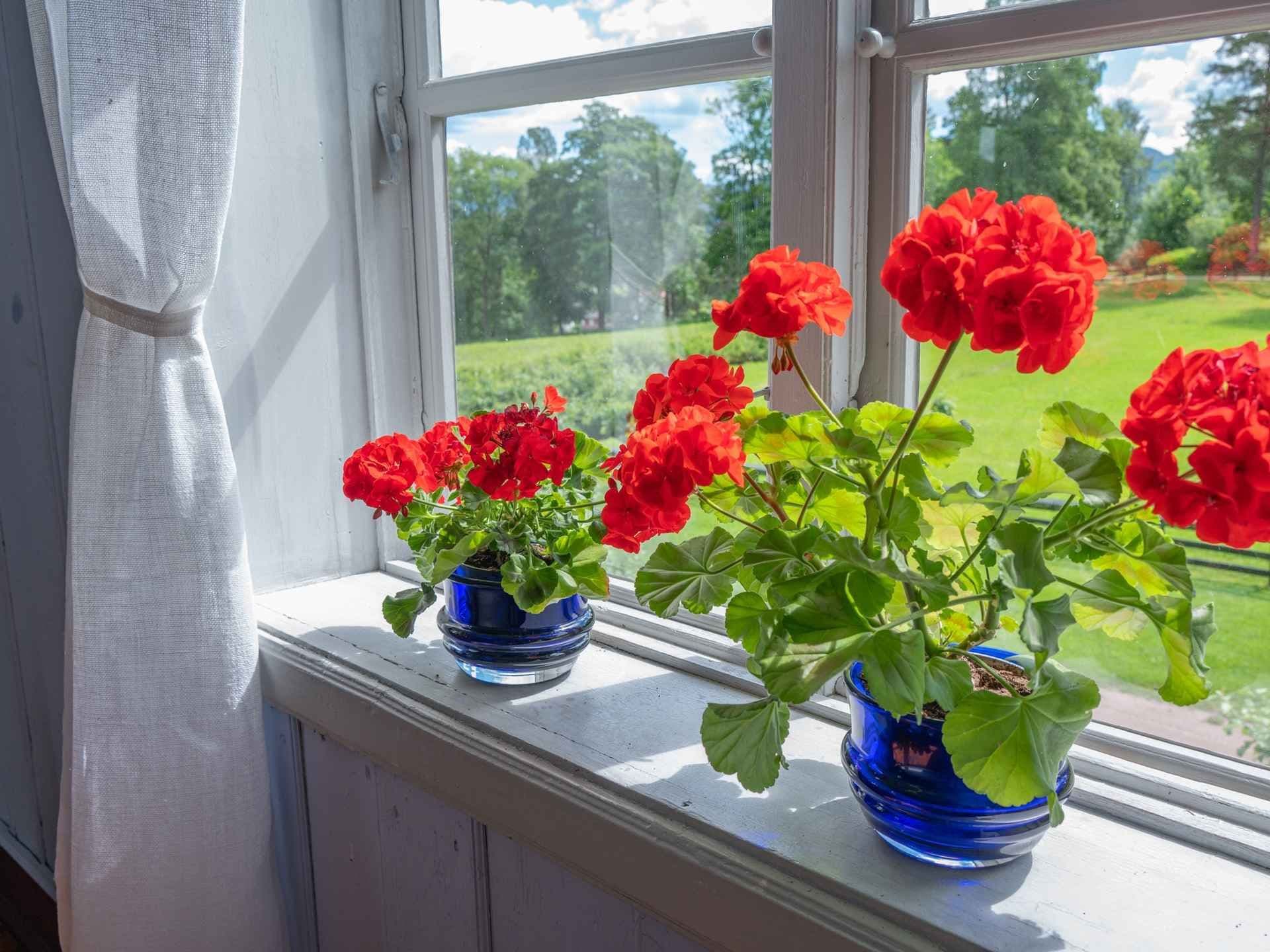 Røde pelargonia stående i vinduskarm. Foto.