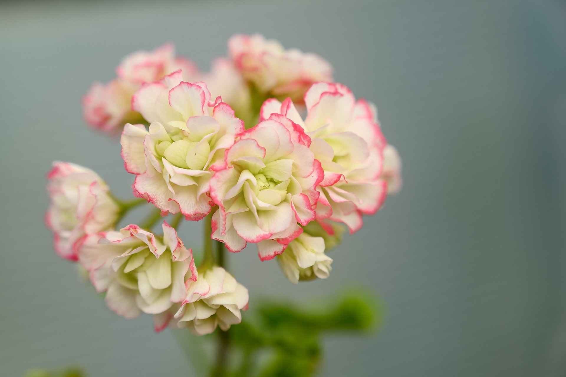 Gulgrønn pelargonia med rosa kanter på bladene. Foto. 